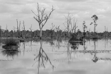 trees in calm lake in cambodia