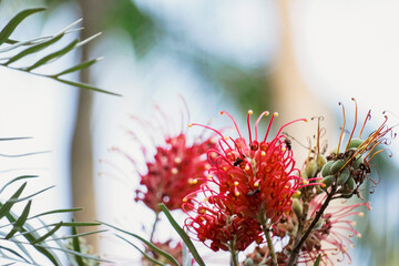 Grevillea banksii red flower on green background