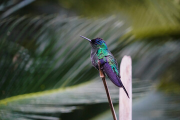 Fototapeta na wymiar thalurania glaucopis hummingbird on a branch