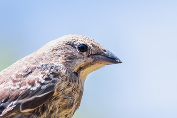 Close up of Brown-headed Cowbird (Molothrus ater) fledgling; Cowbirds are brood parasites, laying their eggs in the nests of other species