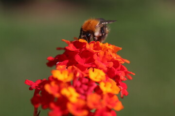 bee on flower