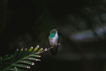Versicolored emerald hummingbird on a branch