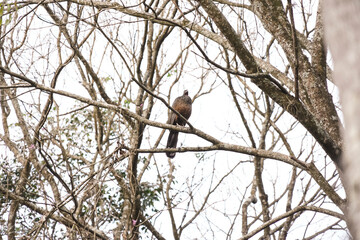 penelope bird on a branch