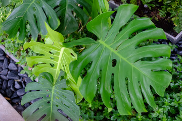 Monstera Leaves or Swiss Cheese Plant or Monstera Deliciosa in nature, tropical green leaves...
