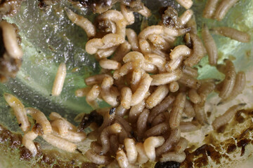 Wenn Fliege Eier auf Lebensmittel legen, schlüpfen nach wenigen Tagen weiße Maden. Fliegenmaden...