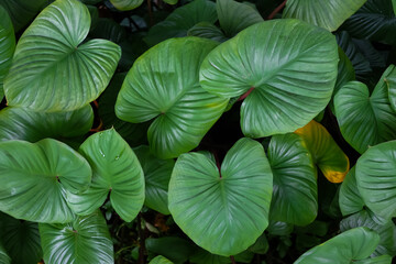 Closeup nature view of green leaf texture, Homalomena rubescens Kunth (King of Heart) , nature background, tropical leaf.