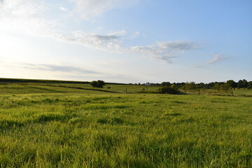 Sunny Field © Steve