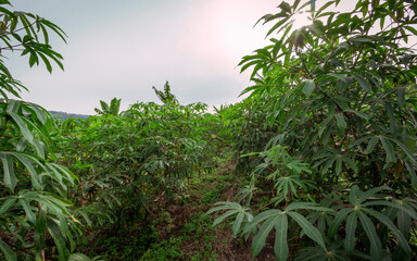 Photograph of a cassava crop in Valle del Cauca, Colombia.