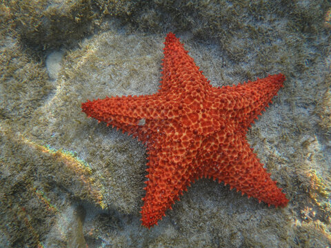 Amazing closeup shot of red starfish under the water