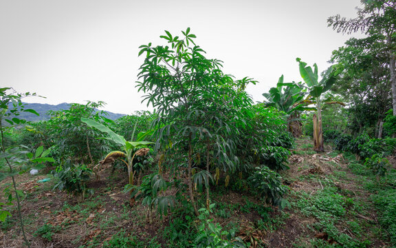 Photograph of a cassava crop in Valle del Cauca, Colombia.