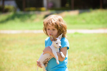 Child plays with little dog chihuahua mixed doggy. Fun games with home pet on summer vacation.