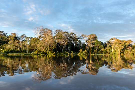The Amazon rainforest of Peru at Parcaya Samiria Iquitos