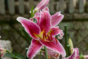 大輪のカサブランカ