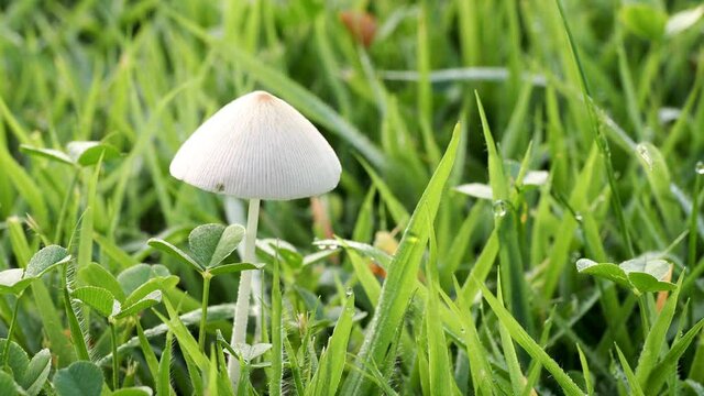 Tokyo,Japan-August 6, 2020: White Dunce Cap or Conocybe apala on the lawn in the morning
