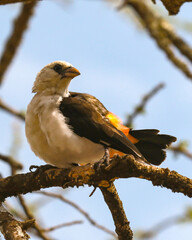 bird sitting on a branch in the tree