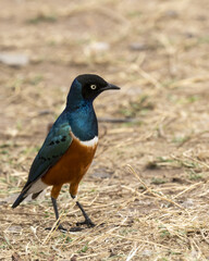 very pretty Mocking Cliff-Chat in the grass