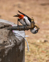 Naklejka premium Bird having a drink from a dripping tap in the african bush