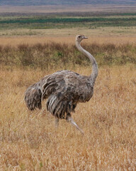 Ostrich walking in the long grass