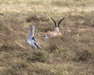 Bird and antelope in the winter grass