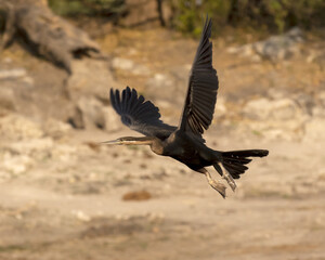 African darter in flight