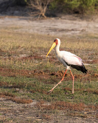 saddle billed stork  walking 