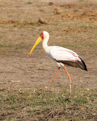 saddle billed stork  walking 