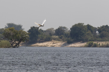 Fototapeta na wymiar great egret flying over the water