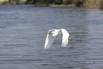 Great egret flying over the water