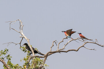 Southern Carmine bee eater sitting in a tree with a bee