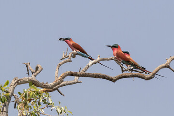 Southern Carmine bee eater sitting in a tree with a bee