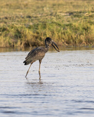 Open Billed Stork in the water with a snail in beak