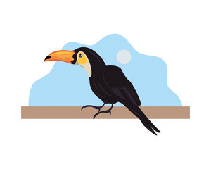 wild toucan bird animal icon