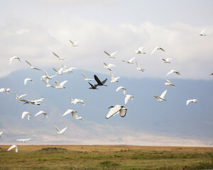 large mixed flock of birds in flight