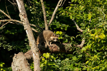 Young raccoon on a dry tree