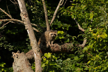 Young raccoon on a dry tree