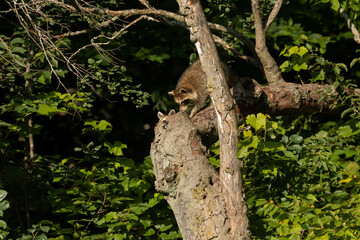 Young raccoon on a dry tree