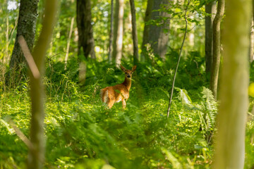 The white-tailed deer, fawn in early forest