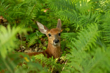 The white-tailed deer, fawn in early forest