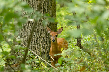 The white-tailed deer, fawn in early forest