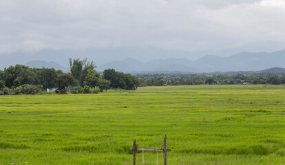 landscape with trees and clouds