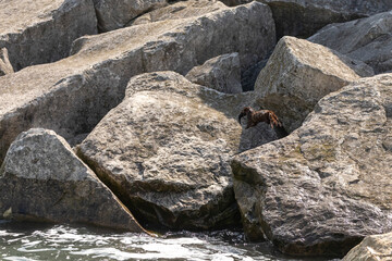 Young American mink on the shore of the lake