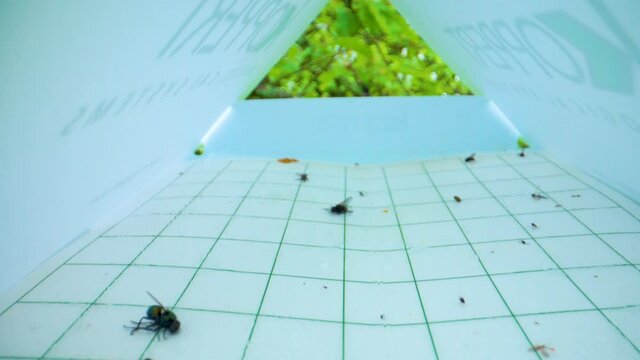 The dead flies insect found on the paper catchfly