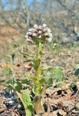 Young blooming plant (Petasites tatewakianus)