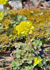 Wildflower of early spring (Chrysosplenium pilosum)