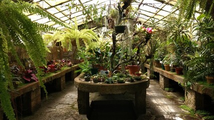 tropical garden with palms