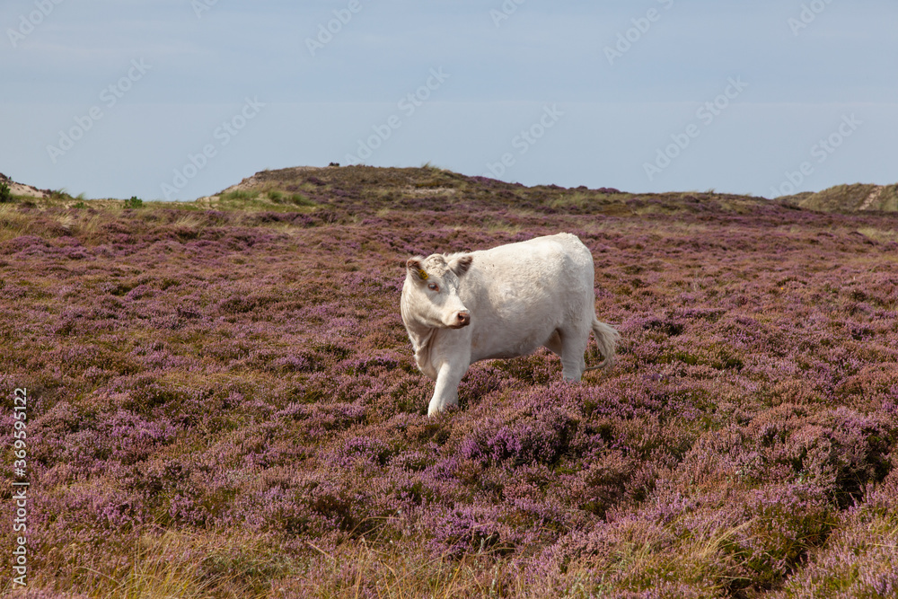 Sticker White cow on the moor with blue sky in the background