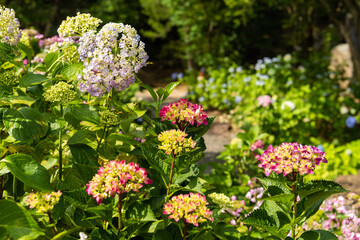 様々な色の紫陽花