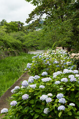 川辺の紫陽花