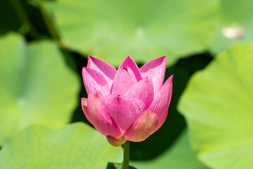 Obraz premium ピンクの蓮の花