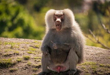 This image shows a stoic wild male Hamadryas Baboon sitting on lush green ground and looking...